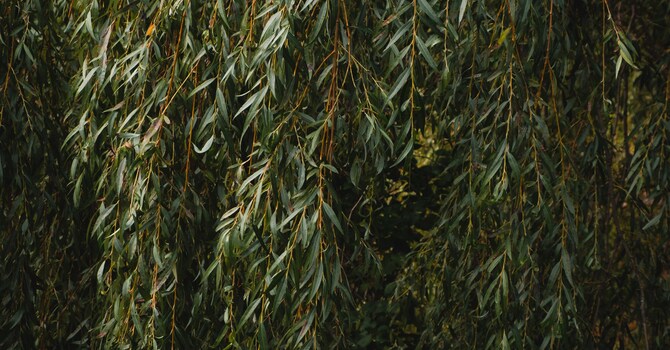 Child, Youth & Family Therapy